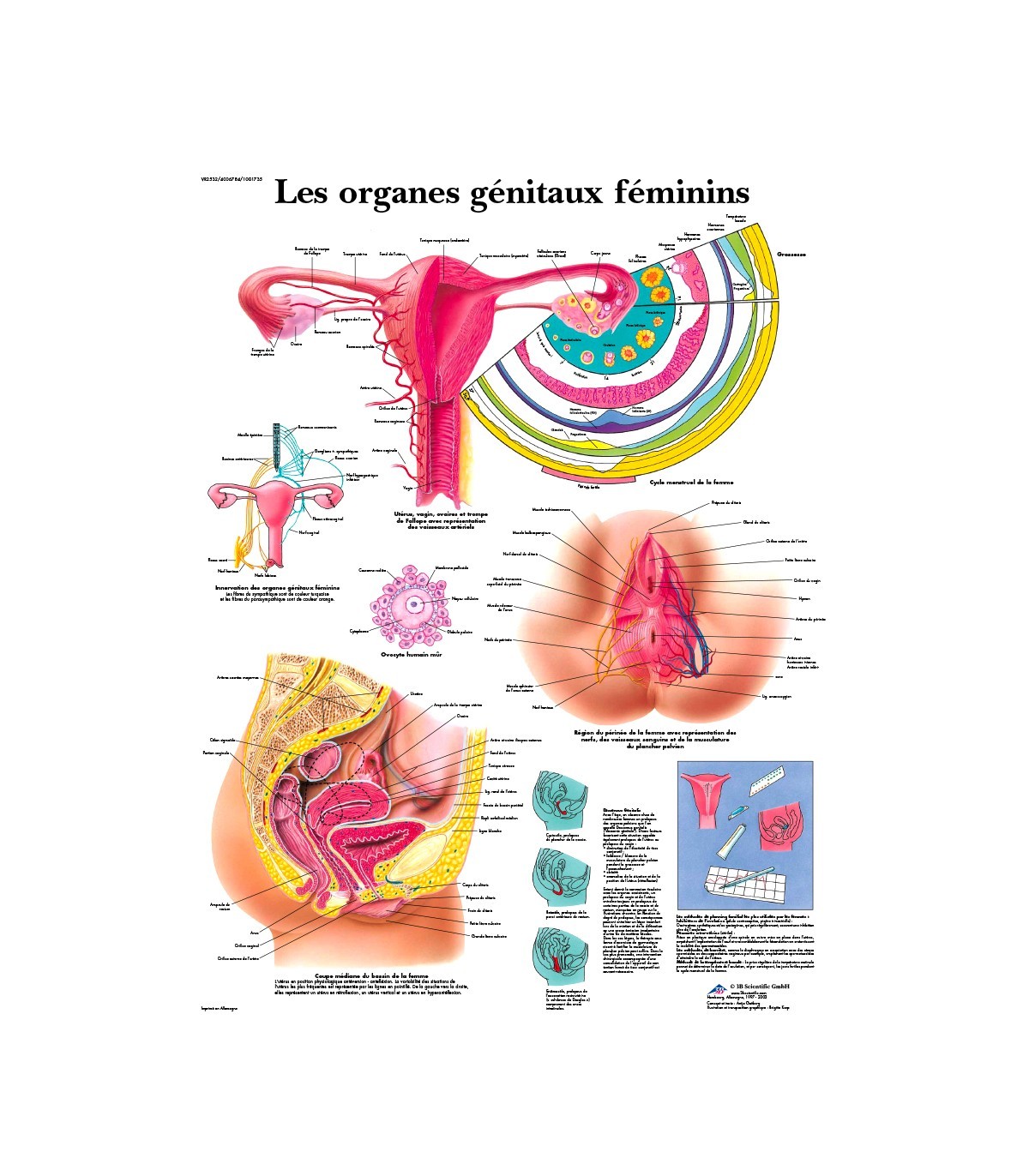 Le soin des organes génitaux